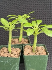 Brighamia insignis ʻōlulu seedlings Hawaiian Native!/agave/copiapoa/Ariocarpus