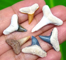 LEMON SHARK TEETH - REAL FOSSILS - SIX BONE VALLEY - NO REPAIR - SHARK TOOTH
