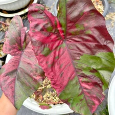 Colocasia Live Bulb Scarlet Fairy Tuber New Hybrid Free Phytosanitary Certificat