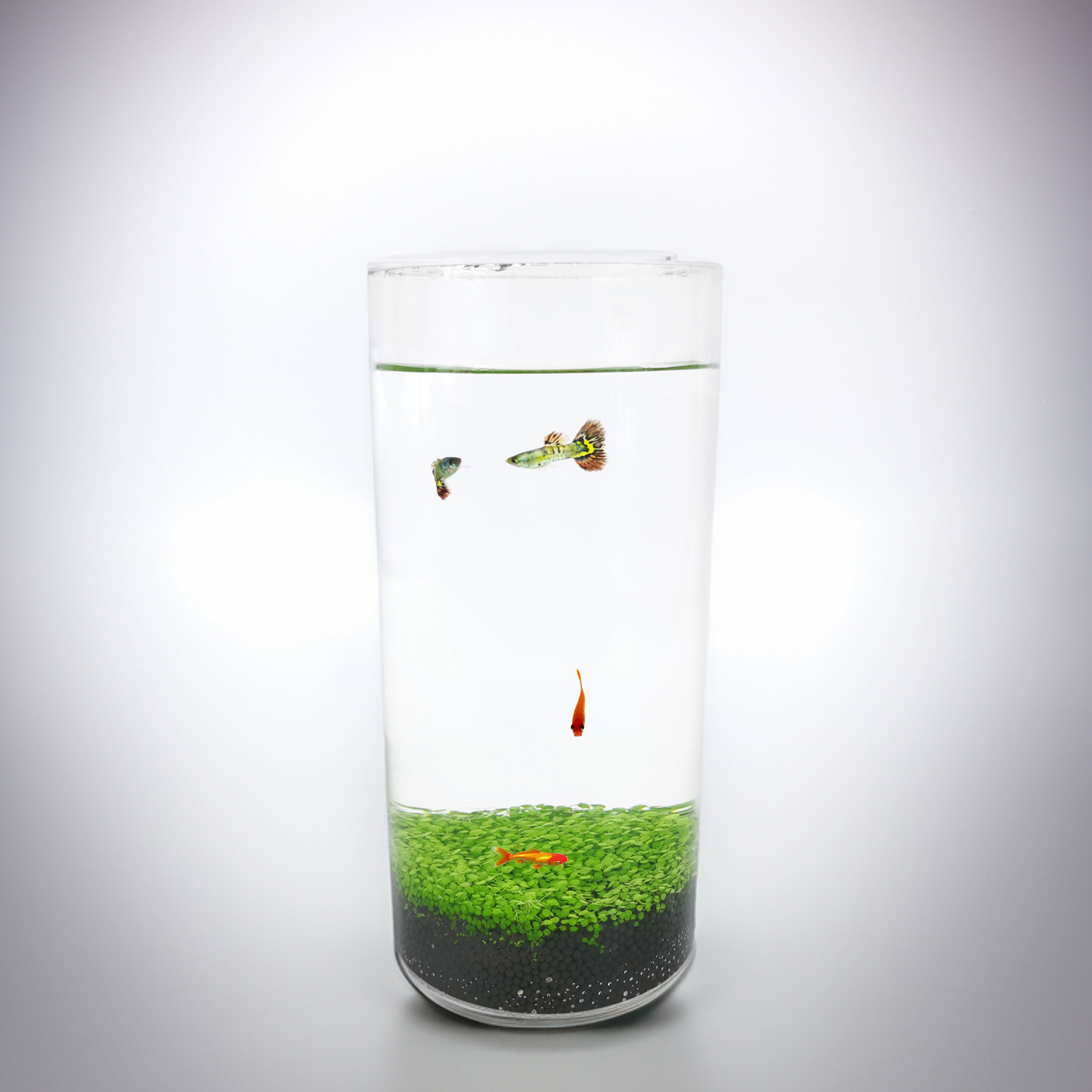 Eco-Container Sealable Acrylic Clear Aquarrium Terrarium Fish Tank ...