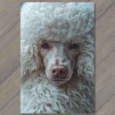 4x6"  Poodle White Gray Round  Fluffy Fur Detailed Portrait Cute Fun