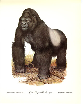 1970 Vintage Print Painting Mountain Gorilla Helmut Diller Endangered Animal