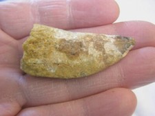 Carcharodontosaurus Tyrannosaurus size RARE fossil tooth 2.25x1.12x0.375 ch2