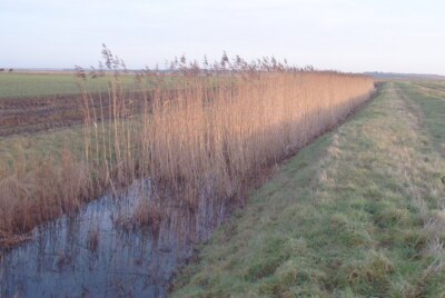 Photo 6x4 Reed bed in the vicinity of Great Bells Eastchurch Bay View I  c2007