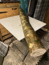 Inoculated Lions mane Mushroom Log ? L 36 inchX D 4inch Ready to grow