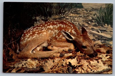 Postcard 1960s Yosemite Nat'l Park, CA Baby Mule Deer Fawn