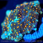 Corals of Eden WYSIWYG Live Coral Frag ~ baby Forbidden Treasures Mushroom — photo 5