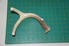 Large Branched Deer Antler Dog Chew 49 / bone chews deer elk treats deer 1102