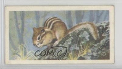 1962 Brooke Bond Asian Wild Life Tea Siberian Chipmunk #16 4az