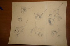 BELLISSIMO DISEGNO A MATITA XIX° STUDIO TAVOLA BOTANICA FIORE FLORA ROSA BOUQUET
