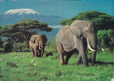 Afrikanische Wildtiere, Elefanten mit Mt. Kilimandscharo ~ Postdatum auf Karte 1989