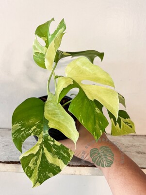 Rhaphidophora tetrasperma Variegated plant Mini Monstera Ginny Free Phyto  RARE | eBay.de
