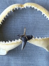 SHARK TOOTH PENDANT..fossilized 1 inch upper Lemon from Venice Florida.