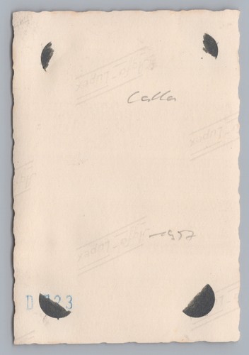 Stillleben Pflanzen Zantedeschien Calla Wohnung - Altes Foto 1950er - Picture 2 of 2