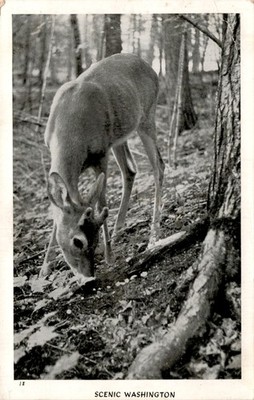Minocqua, Wis, Herman the Printer Postcard