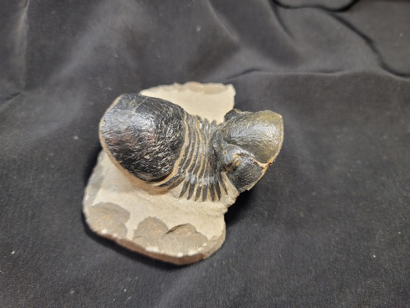 Nice Big Paralejurus Trilobite fossil Devonian of Morocco 