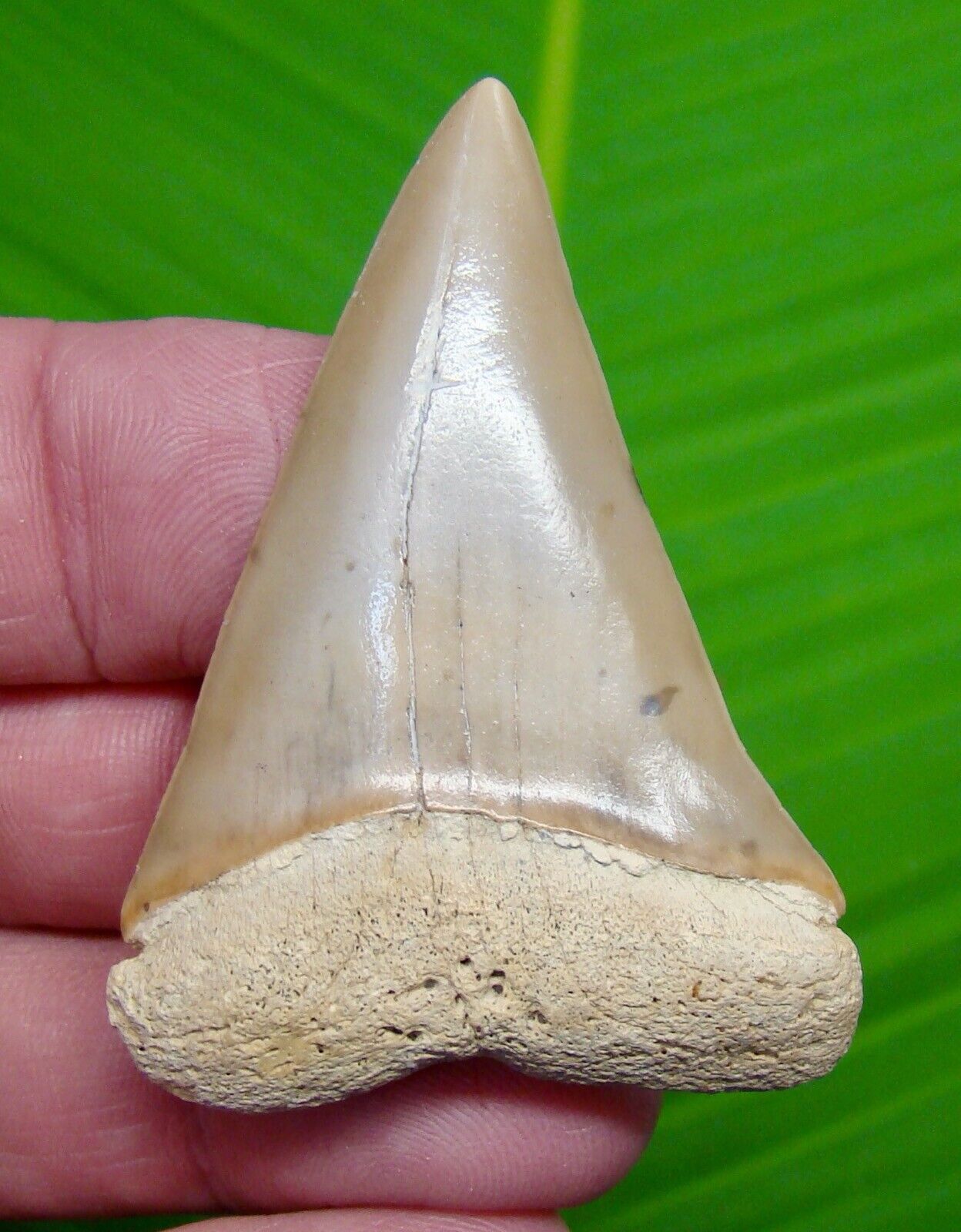MAKO SHARK TOOTH - LARGE 2 & 3/8 in. - LAND SITE - GREAT WHITE LINEAGE - REAL
