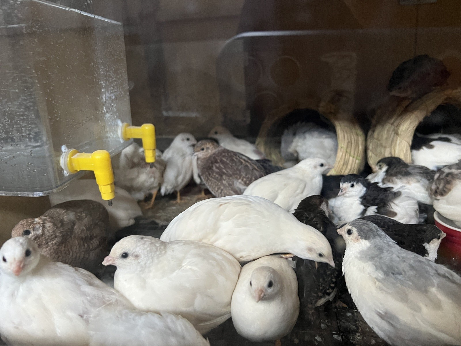 button quail hatching eggs