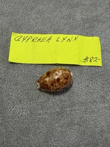 Cypraea Lynx 29.19 mm- Beautiful Shell