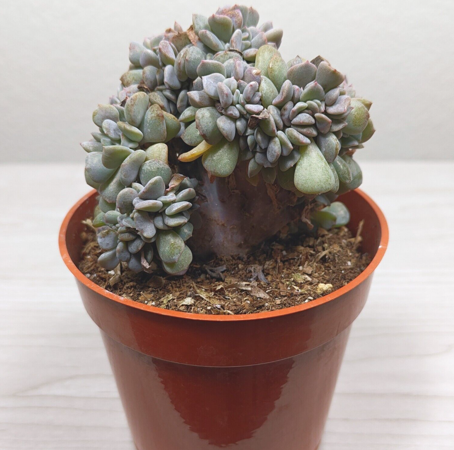 zz plant size Raven ZZ Zamioculcas ‘Dowon’