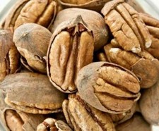 6 Lbs. Texas Pecans Whole With Shell Fresh Crop Easy To Crack Organic Candy Pie