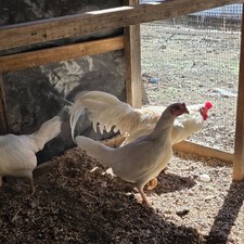 8 hatching eggs chicken