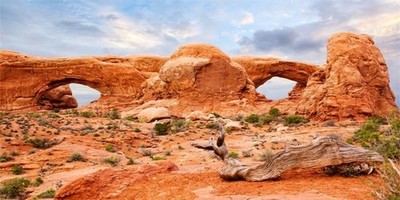 YongFoto Reptile Tank Terrarium Background 48x18 inch Desert Rocky Bush Thorn...
