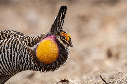 12 Fertile Greater Prairie Chicken Hatching Eggs. Eggs will ship on Mondays