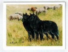 Belgian Shepherd Sheepdog Pair 12 Blank Note Cards Great For Birthdays Thank You