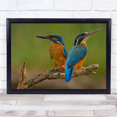 Eisvogel Paar Vögel Natur Wildtiere Zweig Wild Bokeh Wandkunstdruck