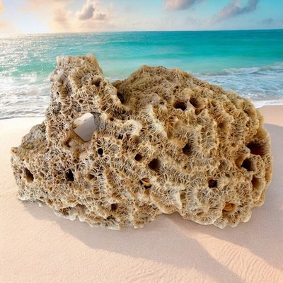 Brain Coral Rock Rare Vintage Ocean Stone Saltwater Fish Tank Aquarium Decor