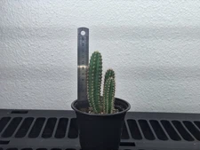 Peruvianus Carbonell×Pachanoi Francis– Rooted Live Cactus Plant | PAPE006-7-8