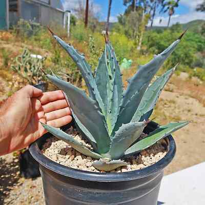 Agave Americana Azul 100 Samen Mexiko
