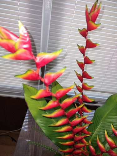 Crab Claw Heliconia Table Centerpiece - Picture 6 of 9