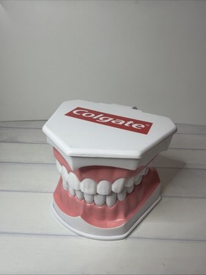 Colgate Large Teeth Typodont - Educational Model