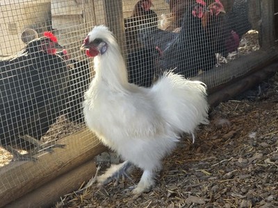 12 Silkie Chicken Hatching Eggs  (possible naked neck and frizzle)