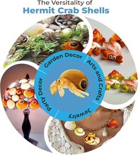 Hermit Crab Shells, Medium and Large Growth Turbo Seashells, 1  - 2  Shell Op...