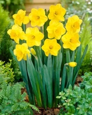 Carlton Yellow Cupped Daffodil Bulbs