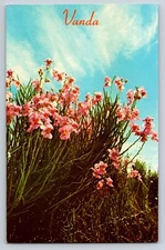 Postcard Vanda Orchids Vanda "Miss Joaquim" Hilo Hawaii Unposted Chrome