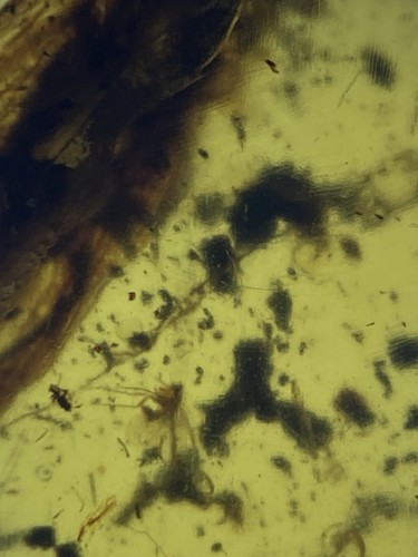 2 Large Ancient Cockroach, Clear Roach Fossil In Genuine Burmite Amber, 98MYO - Picture 8 of 9