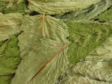 40 Salbeiblätter Wiesensalbei - ganz - getrocknet Ergänzungsfutter f. Kaninchen