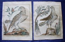 Maddalena Bouchard - Recueil de oiseaux Incisioni Acquerellate Uccelli XVIII Sec