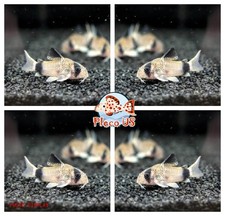 X1 Panda Cory - Corydoras panda Catfish - Live Fish - USA Seller
