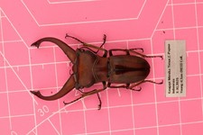 Cyclommatus gestroi Male 48mm...!!! XL Male...!!!