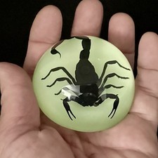 Black Scorpion Specimen Glow in Hemisphere Resin Education Collection