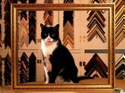 Zinny American Shorthair Cat - Cats At Work Postcard