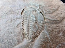 TOP RARE Bigotinops dangeardi Fossil Trilobite Morocco Cambrian BIGOTINOIDS