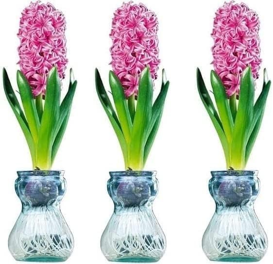 Hyacinth Bulbs and Forcing Vase
