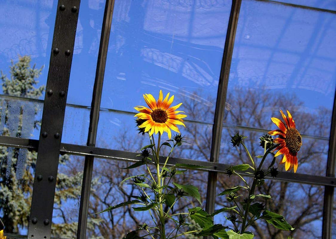 20 Dwarf Red Giant Sunflower Seeds Exotic Multiple Heads per Plant