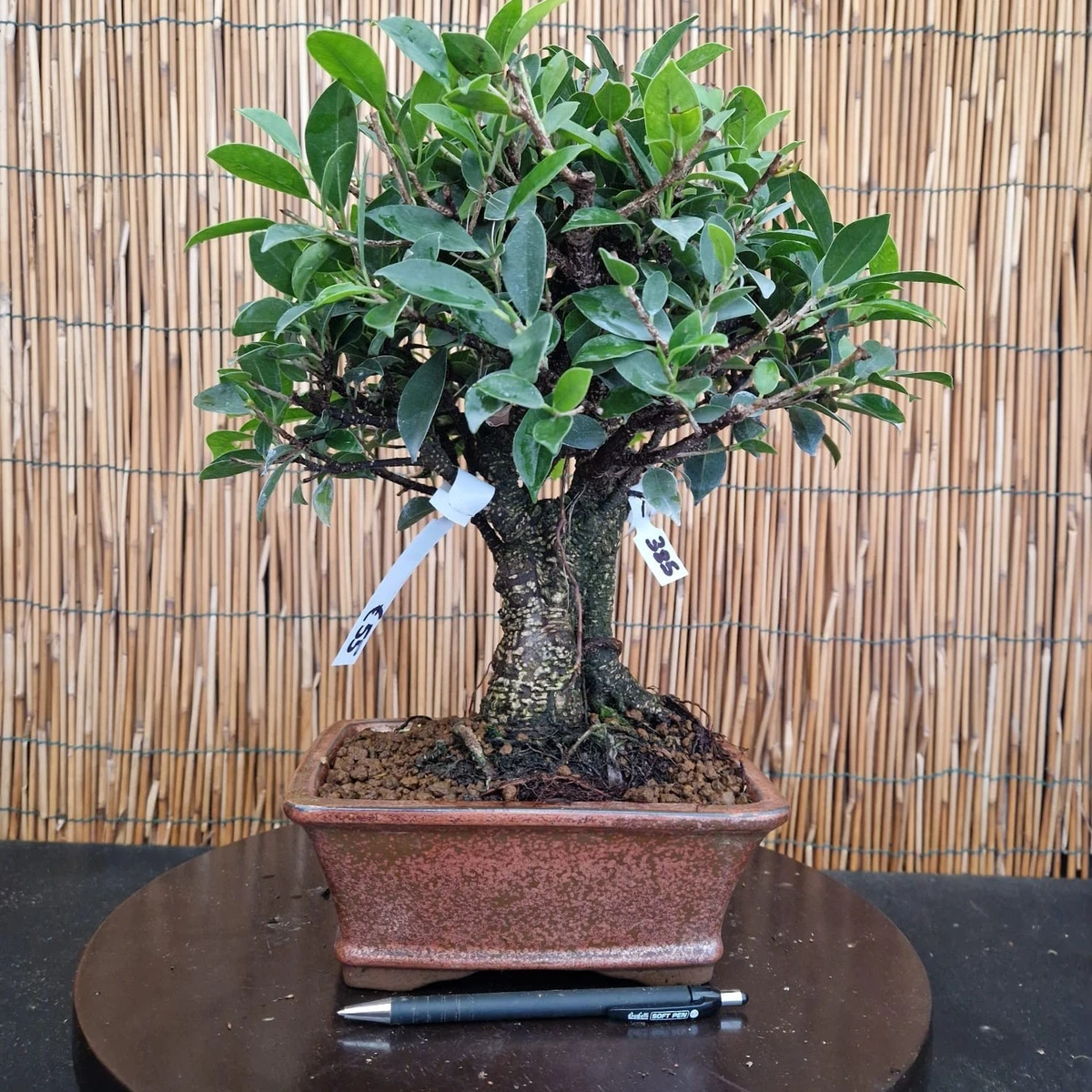 vita bonsai Chastetree Bonsai Tree 2 – Bella Bonsai Nursery